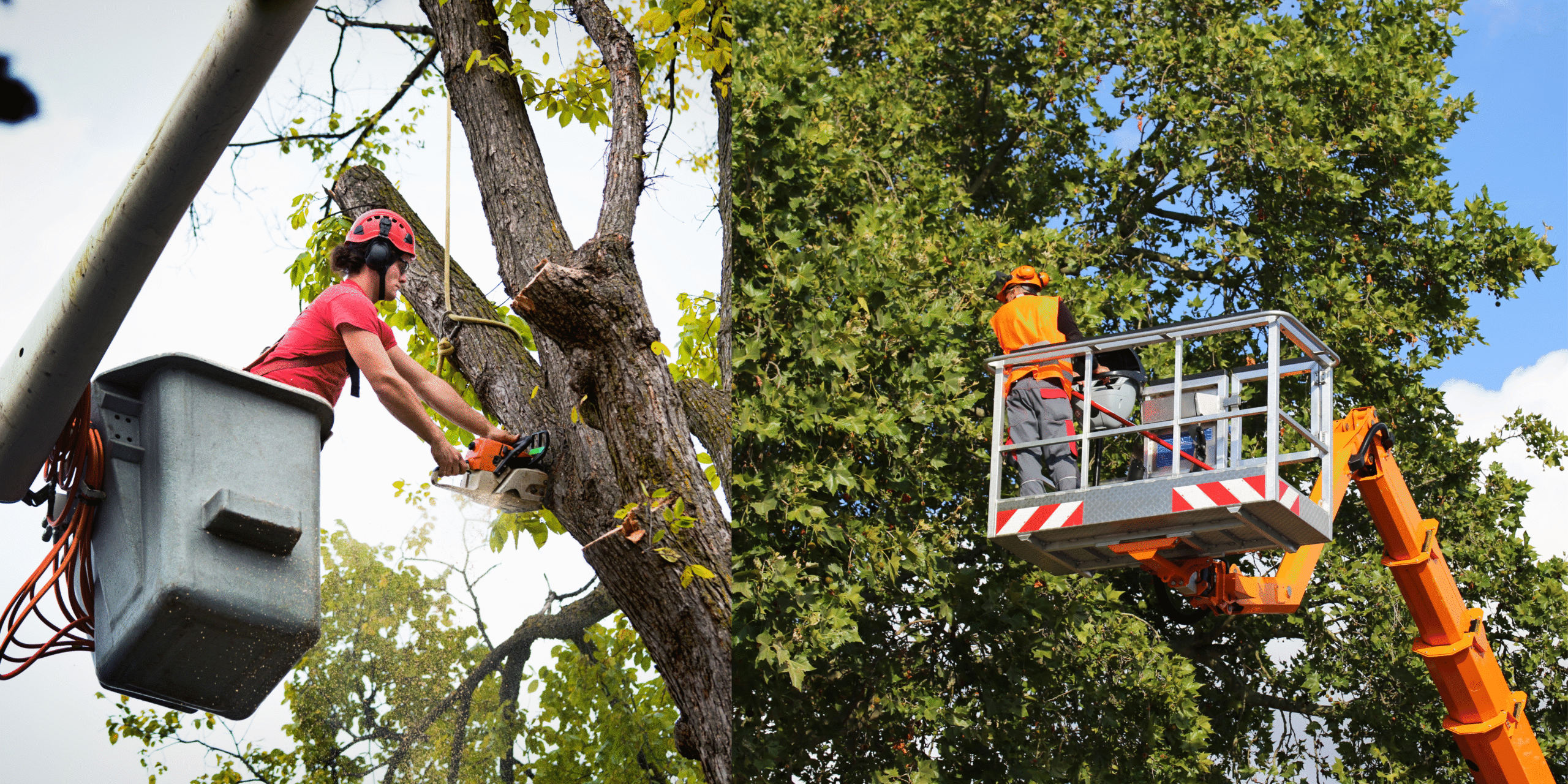 Tree Services