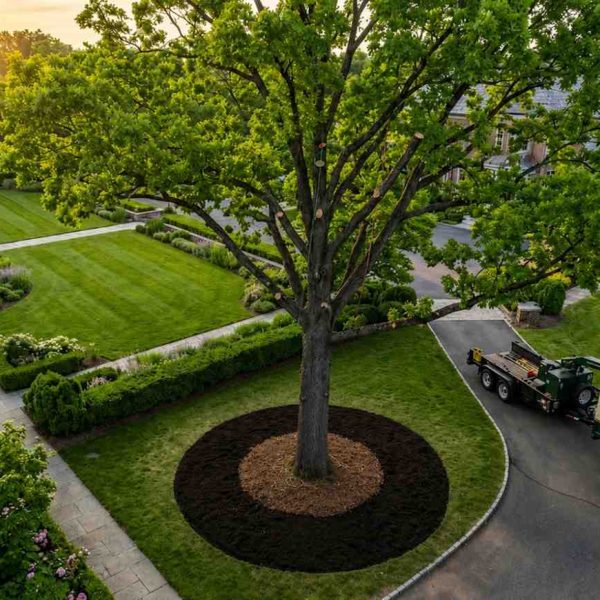 Professional  Tree Health Care Services